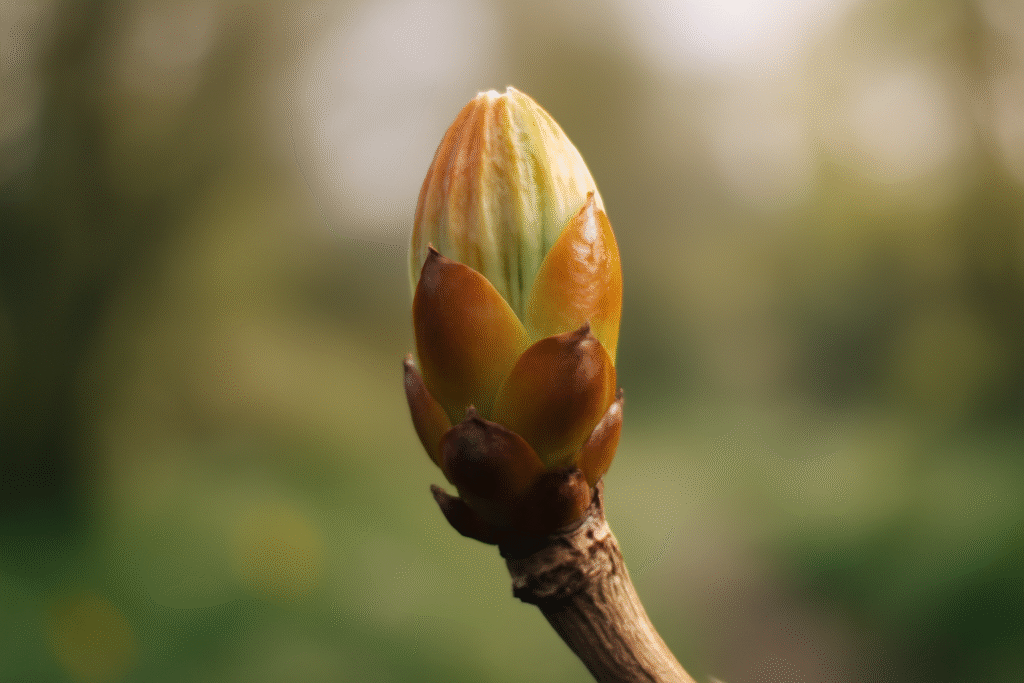 découvrez chestnut bud, la fleur de bach idéale pour apprendre de vos expériences passées et évoluer sereinement.