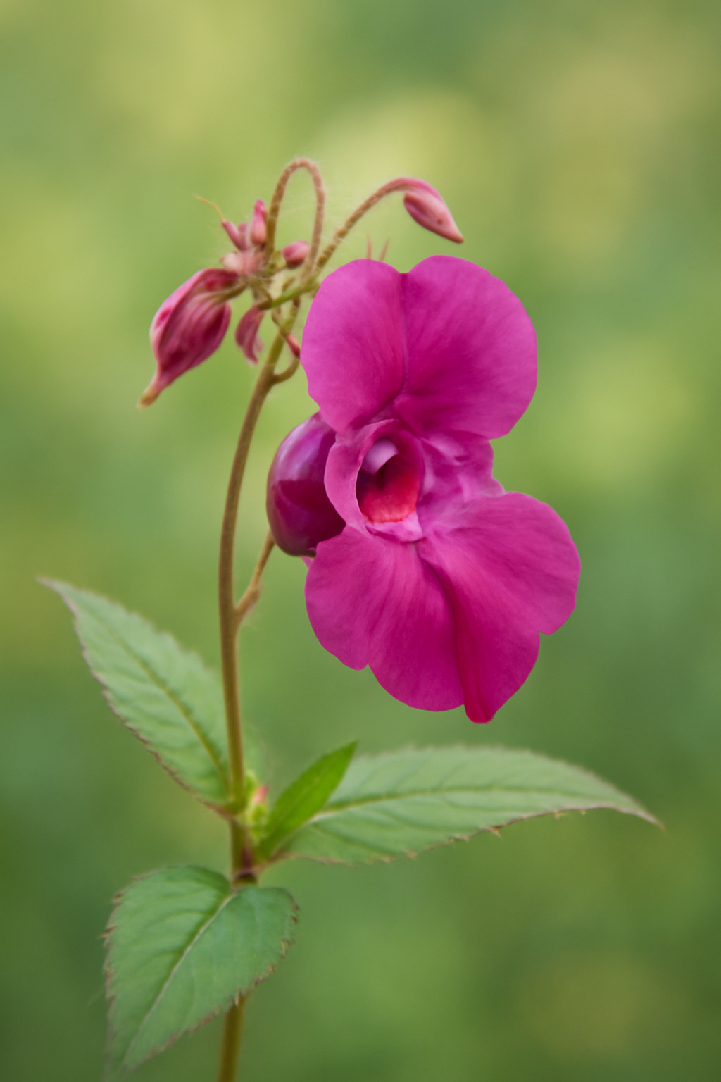 découvrez impatiens, la fleur de bach idéale pour développer patience et douceur au quotidien. apprenez à harmoniser vos émotions grâce à cette essence naturelle.