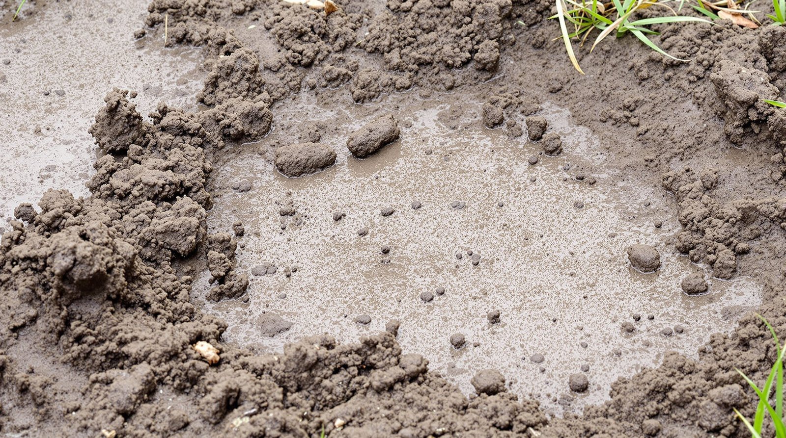Découvrez comment reconnaître les traces de sangliers grâce à ce guide complet destiné aux naturalistes, avec des conseils pratiques pour l'observation en milieu naturel.