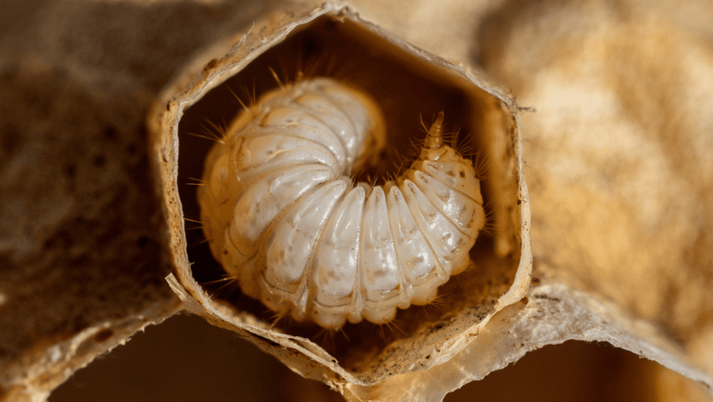 larve de guepe dans son nid