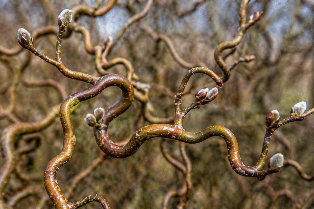 Branches torsadées de saule tortueux et bourgeons de printemps
