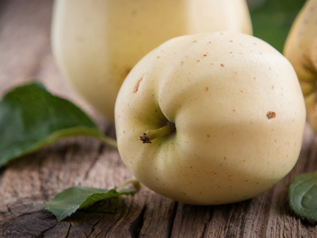 La pomme blanche Transparente : guide de culture et saveurs