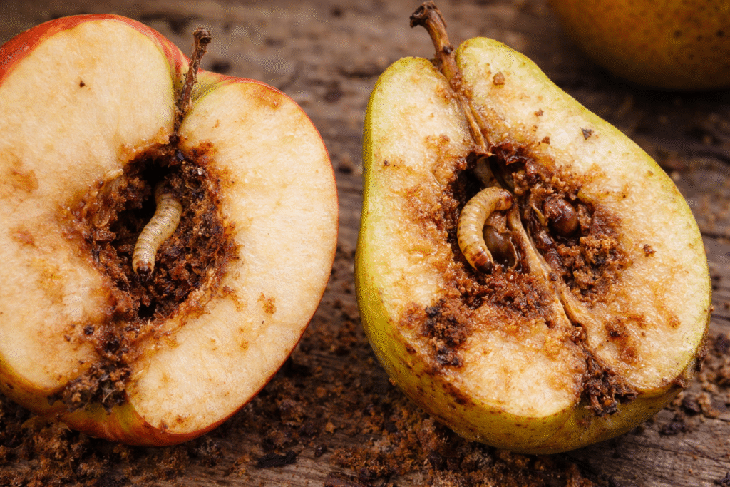 vers dans pomme et poire