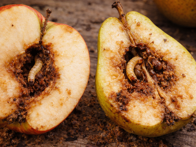 Comment repérer et prévenir les vers dans les pommes et poires ?