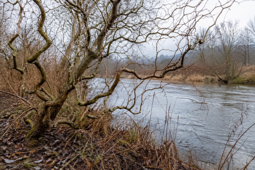 saule tortueux au bord de l'eau