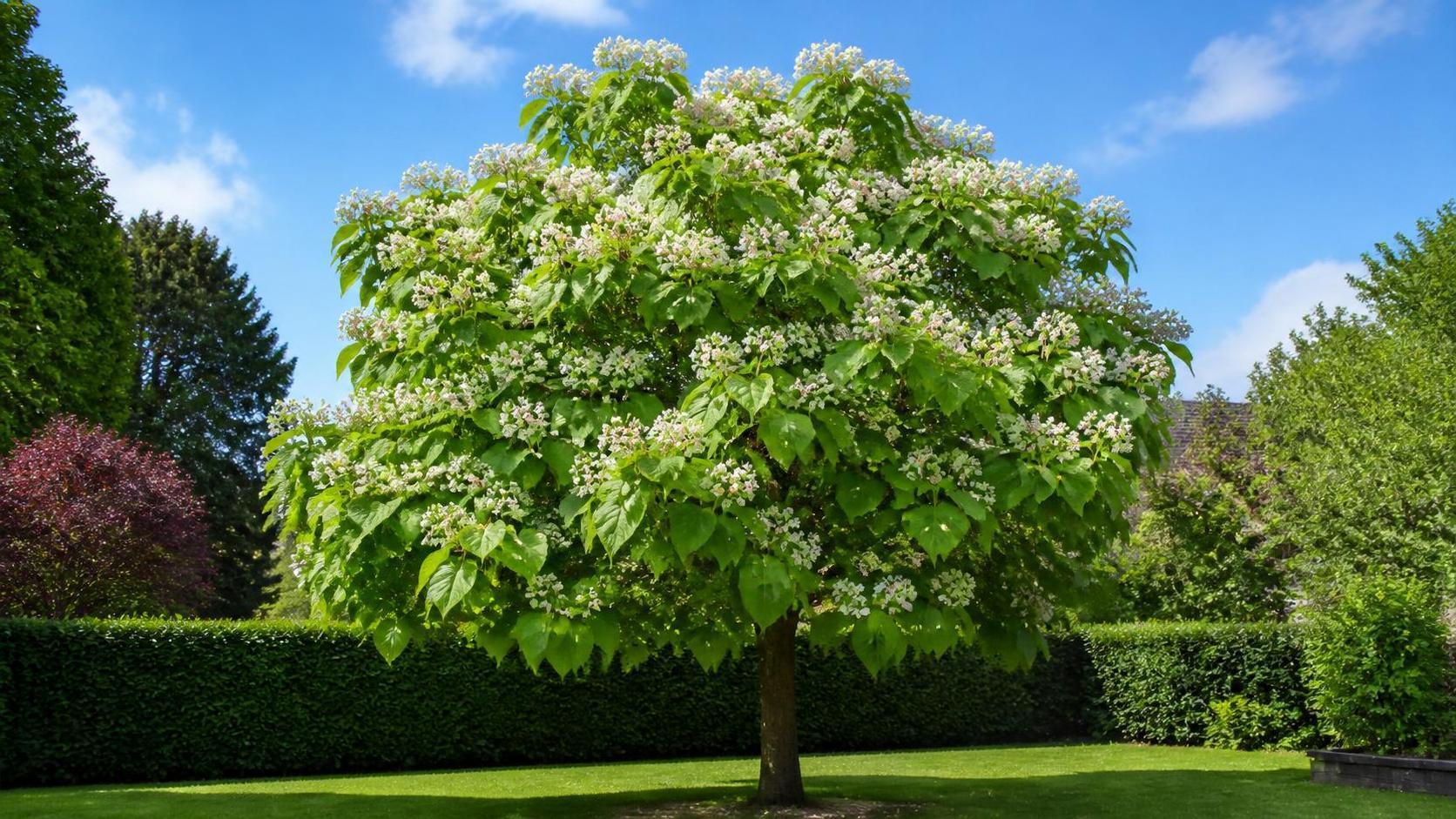 découvrez notre guide complet pour l’entretien et la plantation du catalpa, un arbre ornemental apprécié pour son feuillage décoratif et ses fleurs élégantes. conseils pratiques pour réussir sa culture.