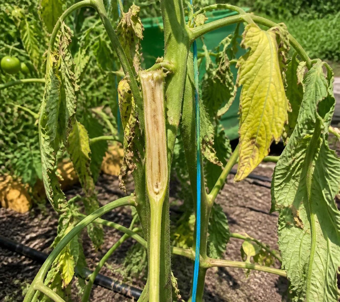 découvrez des méthodes efficaces pour lutter contre la verticilliose, une maladie fongique des plantes, et protéger vos cultures grâce à nos conseils pratiques et faciles à appliquer.