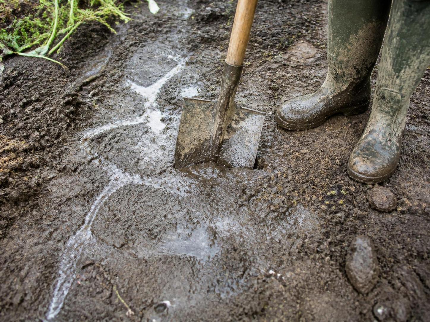 découvrez des méthodes efficaces pour se débarrasser de la verticilliose, une maladie fongique affectant vos plantes, et protéger votre jardin.