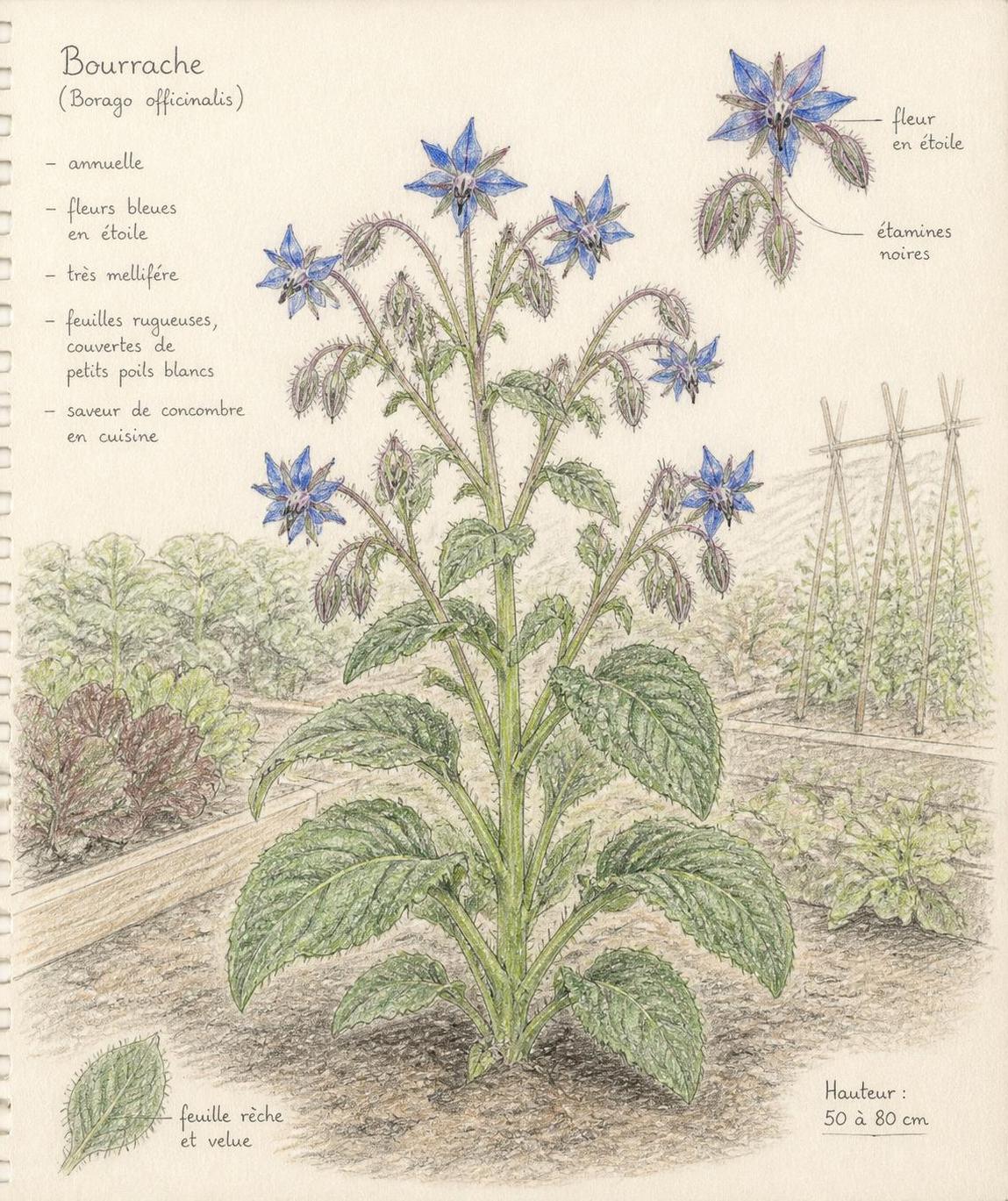 découvrez la signification et les symboles associés à la fleur de bourrache, une plante aux multiples vertus et une beauté naturelle fascinante.