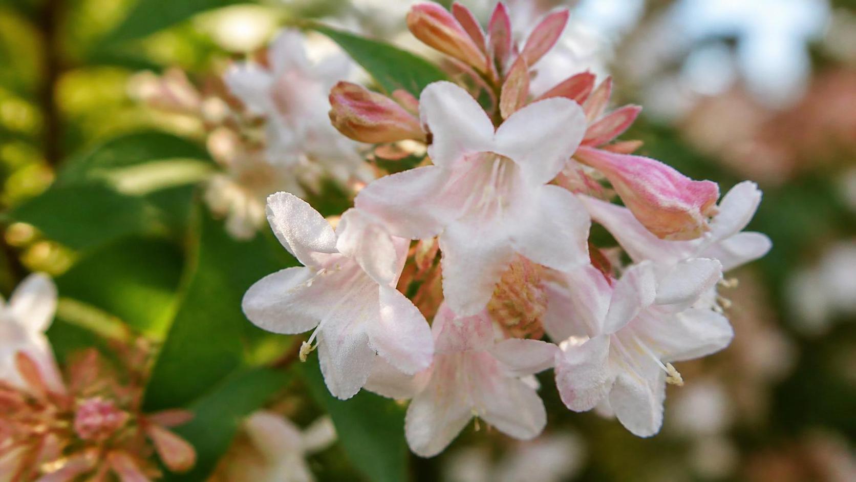 découvrez la signification de l’abélia, une plante ornementale appréciée pour sa beauté et ses symboliques dans le langage des fleurs.