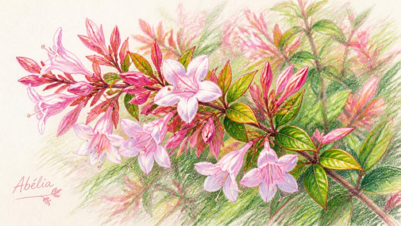 découvrez la signification de l’abélia, un arbuste apprécié pour sa beauté et son symbolisme, ainsi que ses origines et son importance en jardinage.