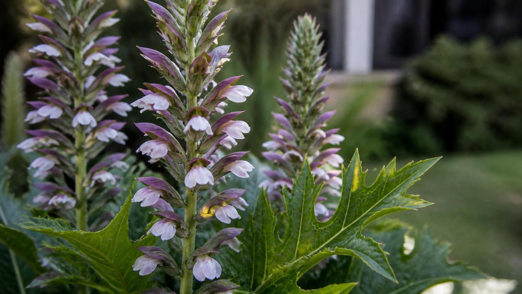 découvrez la signification de l’acanthus, symbole riche en histoire et en beauté, utilisé en art et en architecture.