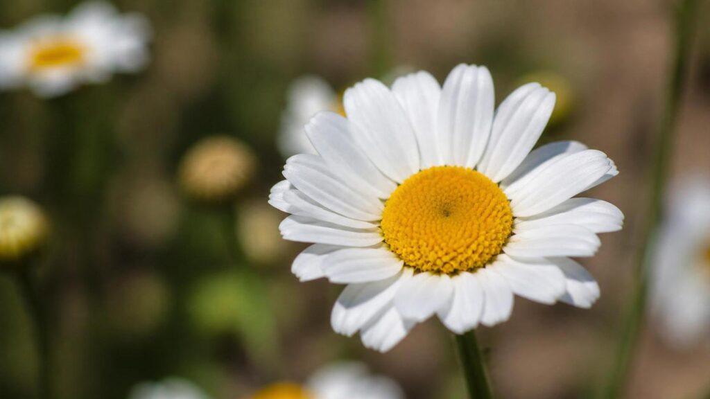 découvrez la signification de l’anthémis, une plante aux nombreuses vertus et symboles, et comprenez son importance dans la culture et la nature.
