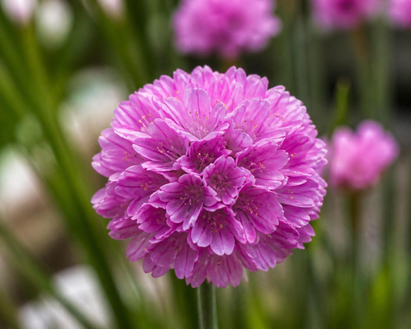 découvrez la signification de l’armeria, une plante aux symboles riches et à l’histoire fascinante, utilisée en jardinage et en médecine traditionnelle.