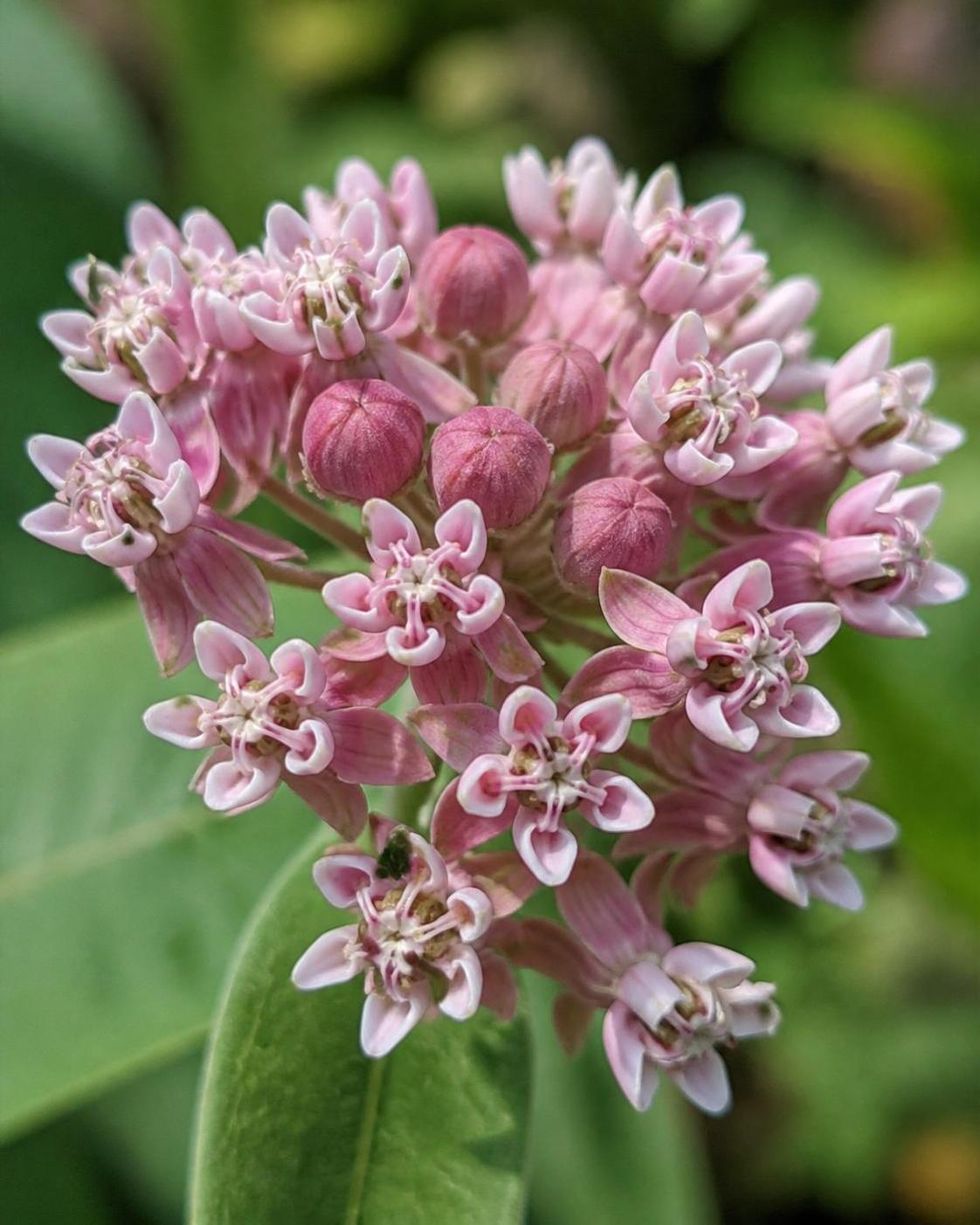 découvrez la signification de l'asclépiade, une plante aux symboliques riches et à l'histoire fascinante dans la mythologie et la médecine traditionnelle.
