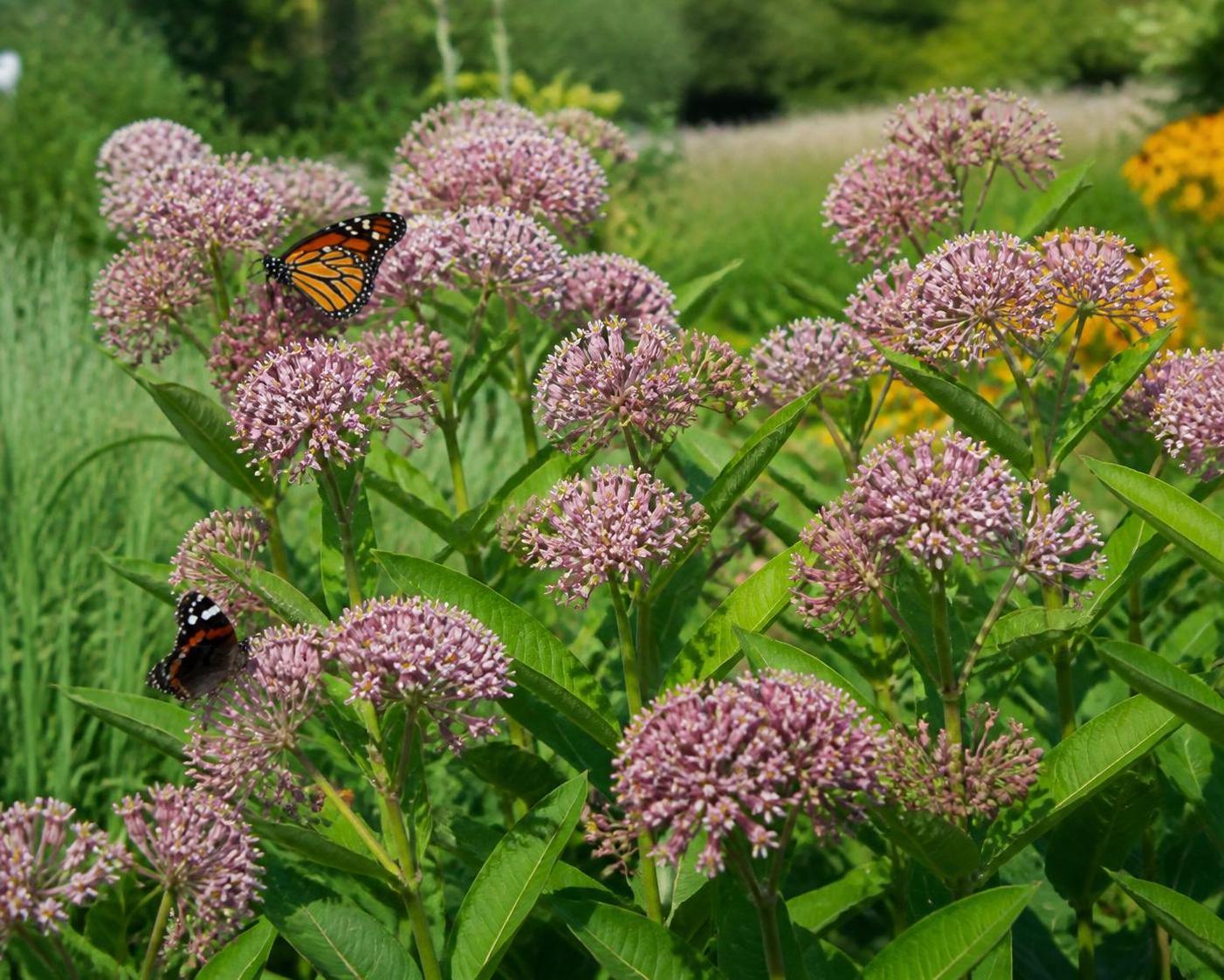 découvrez la signification de l’asclépiade, plante riche en symboles et en histoires, et apprenez son importance culturelle et naturelle.