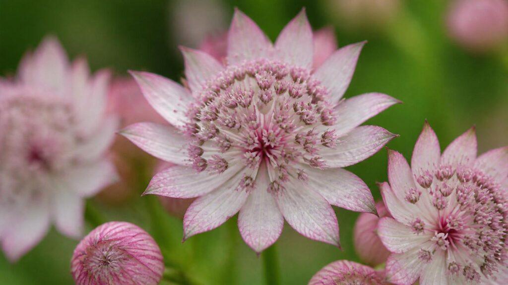 découvrez la signification de l’astrance, une plante aux multiples symboliques et vertus, et explorez son histoire fascinante.