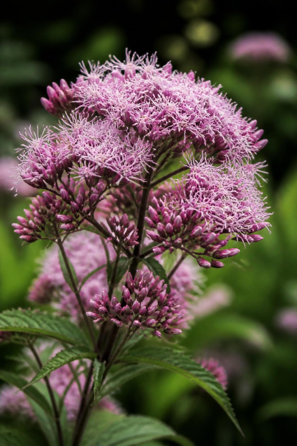 découvrez la signification de l’eupatoire, une plante aux multiples vertus et symboles, ainsi que son importance en médecine traditionnelle et en botanique.