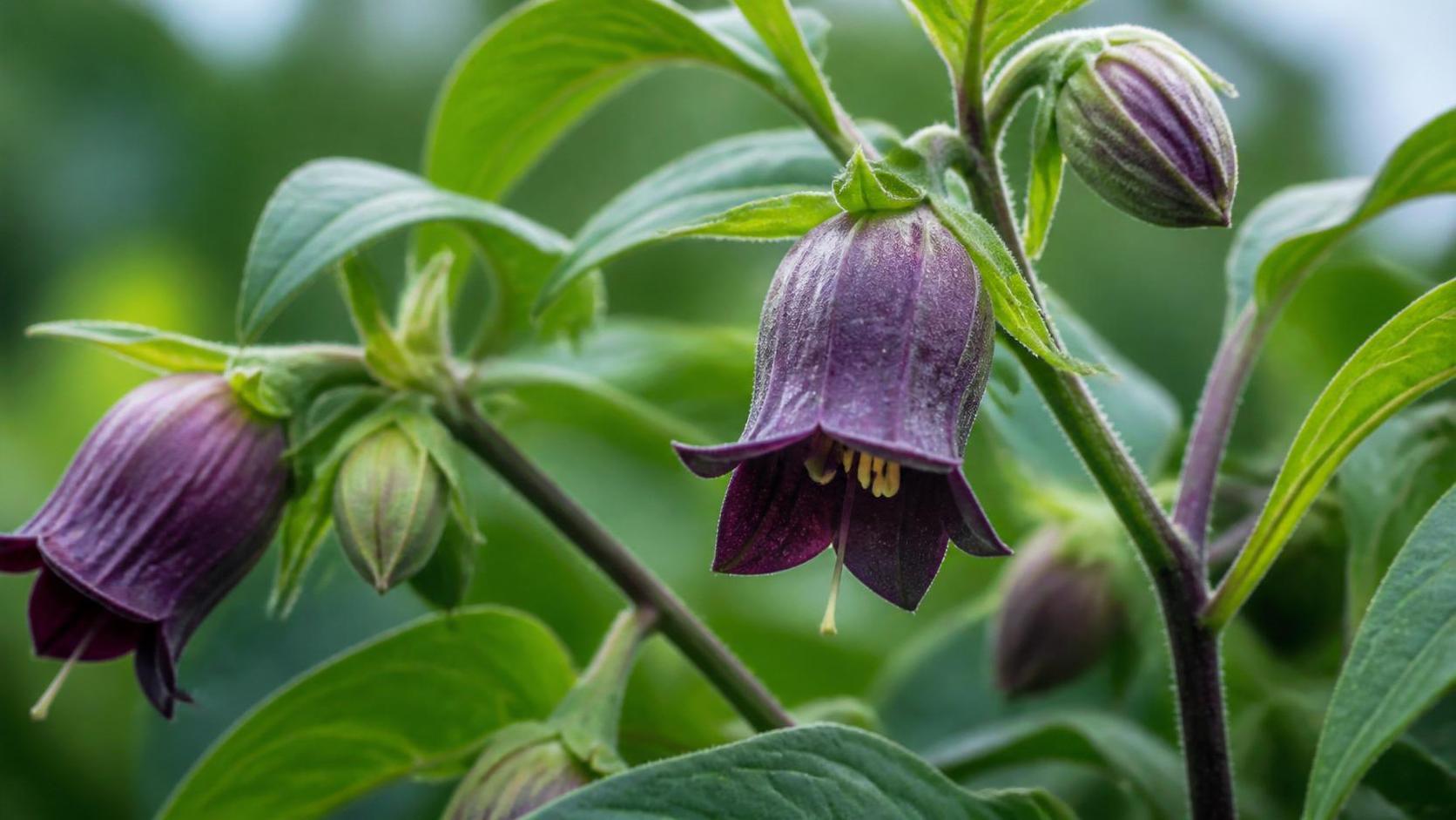 découvrez la signification de la belladone, plante mystérieuse aux propriétés médicinales et à l'histoire fascinante.