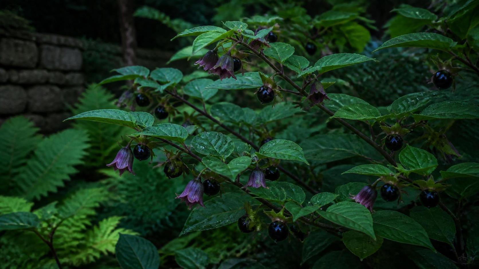 découvrez la signification de la belladone, ses propriétés, ses usages et son histoire fascinante dans le monde des plantes médicinales.