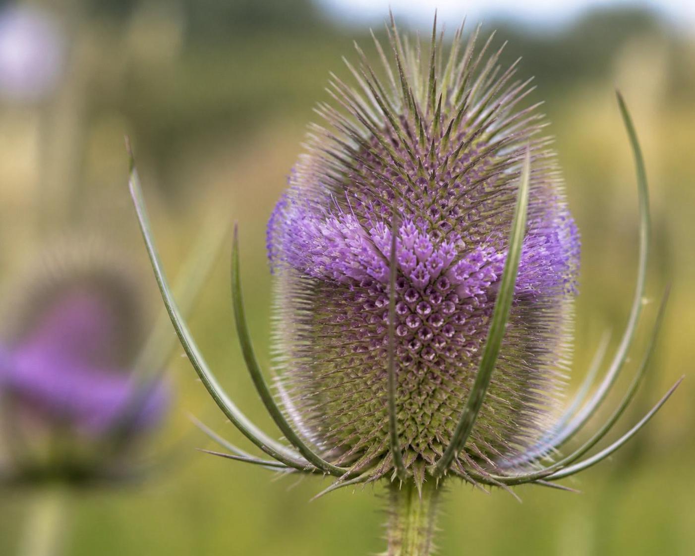 découvrez la signification de la cardère, une plante aux multiples symboliques et usages, dans cet article informatif.
