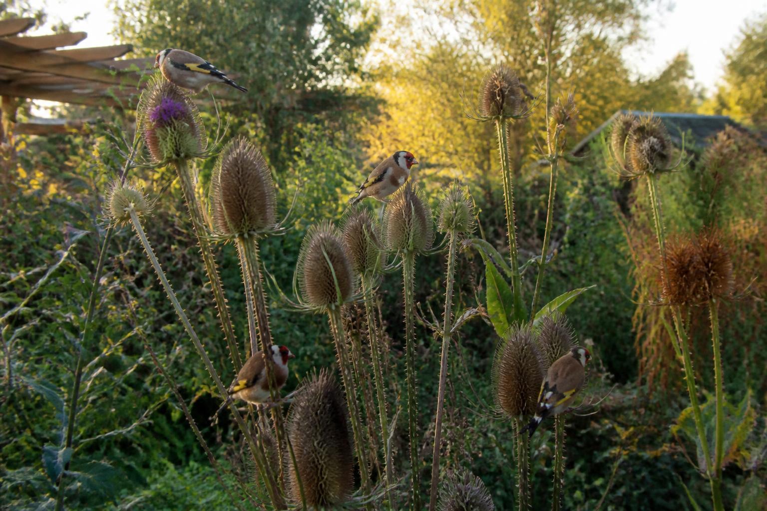 découvrez la signification symbolique et culturelle de la cardère, une plante aux multiples usages et traditions.