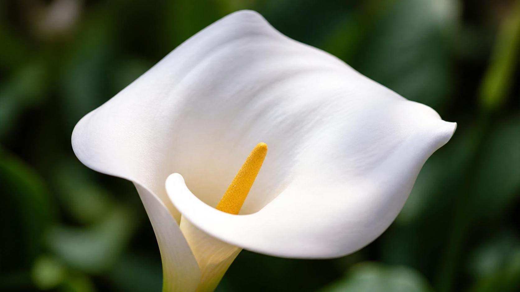découvrez la signification du calla, une fleur élégante symbole de pureté, d'amour et d'élégance, utilisée dans de nombreuses occasions.