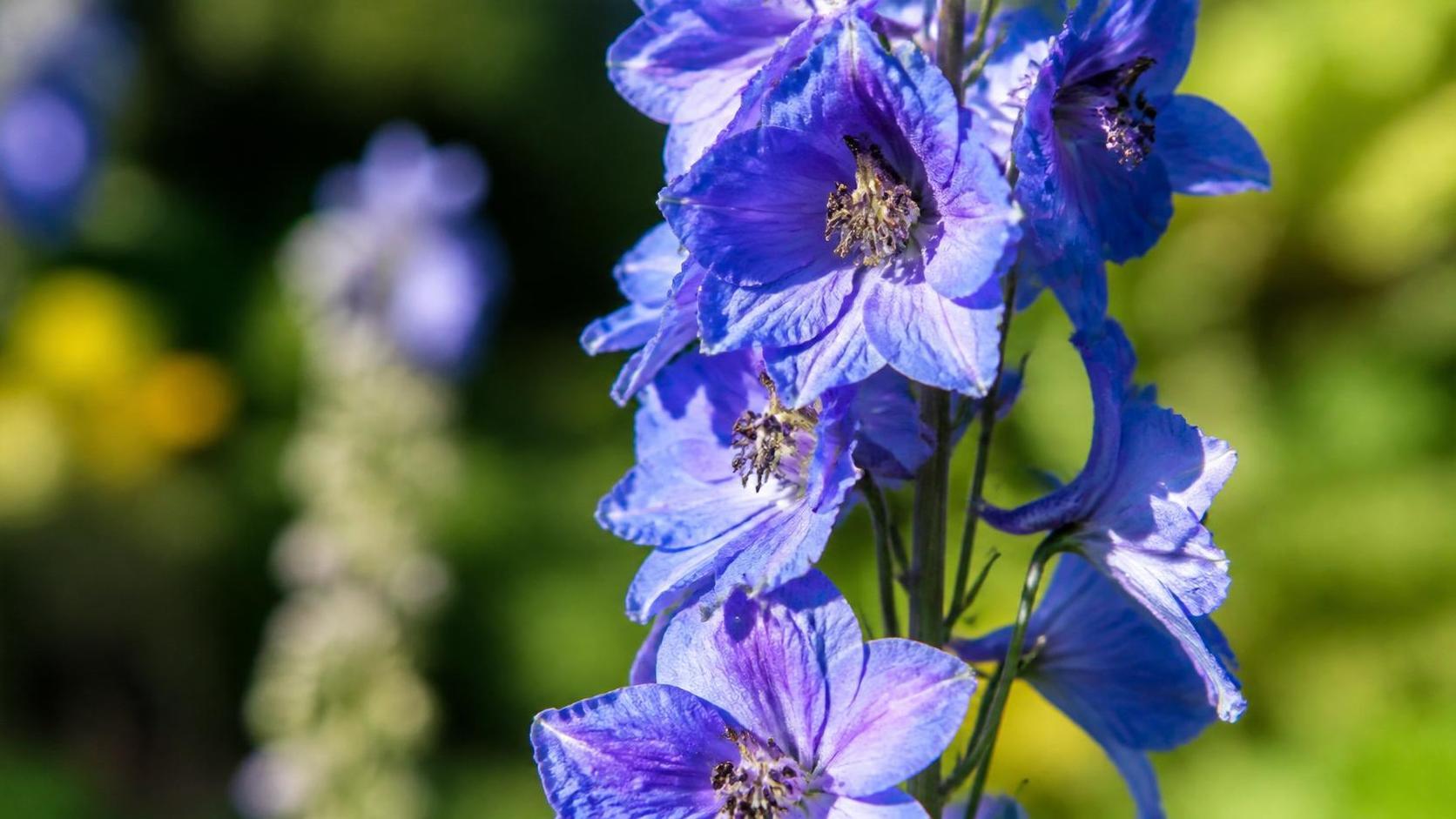 découvrez la signification du delphinium, une fleur symbolique aux multiples interprétations et une beauté unique.