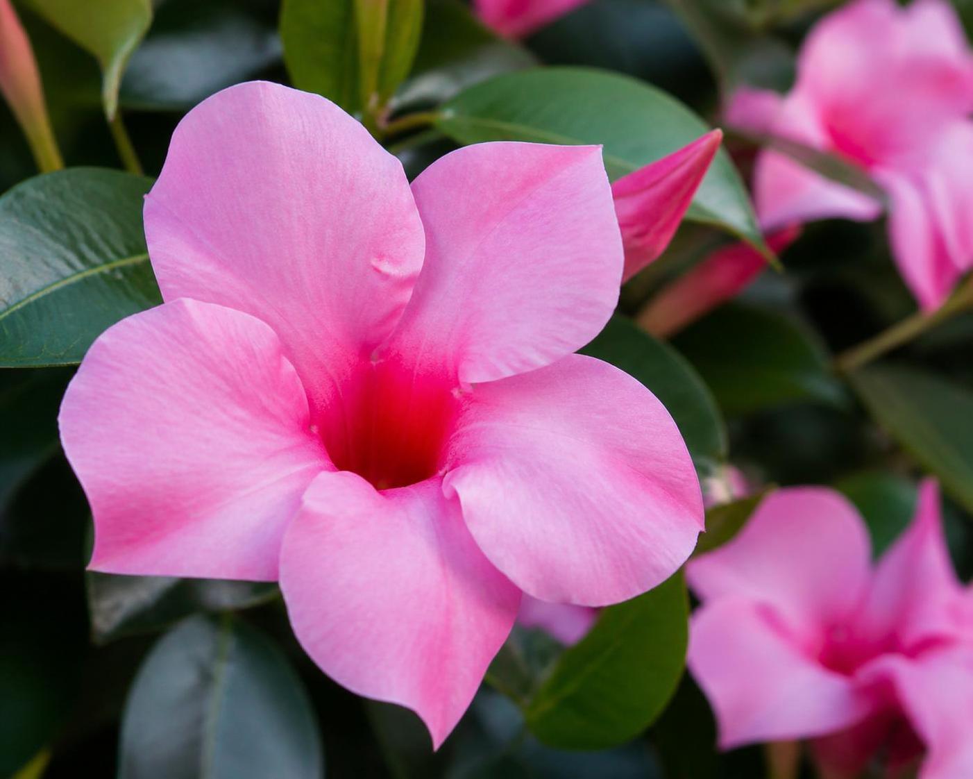 découvrez la signification du dipladénia, une plante aux fleurs éclatantes, symbole de beauté et de vitalité dans le langage des fleurs.