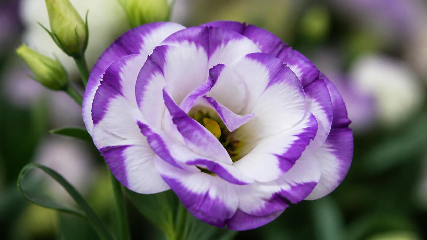dĂ©couvrez la signification spirituelle de lâeustoma, une fleur symbolisant la paix, la beautĂ© intĂ©rieure et l'harmonie.