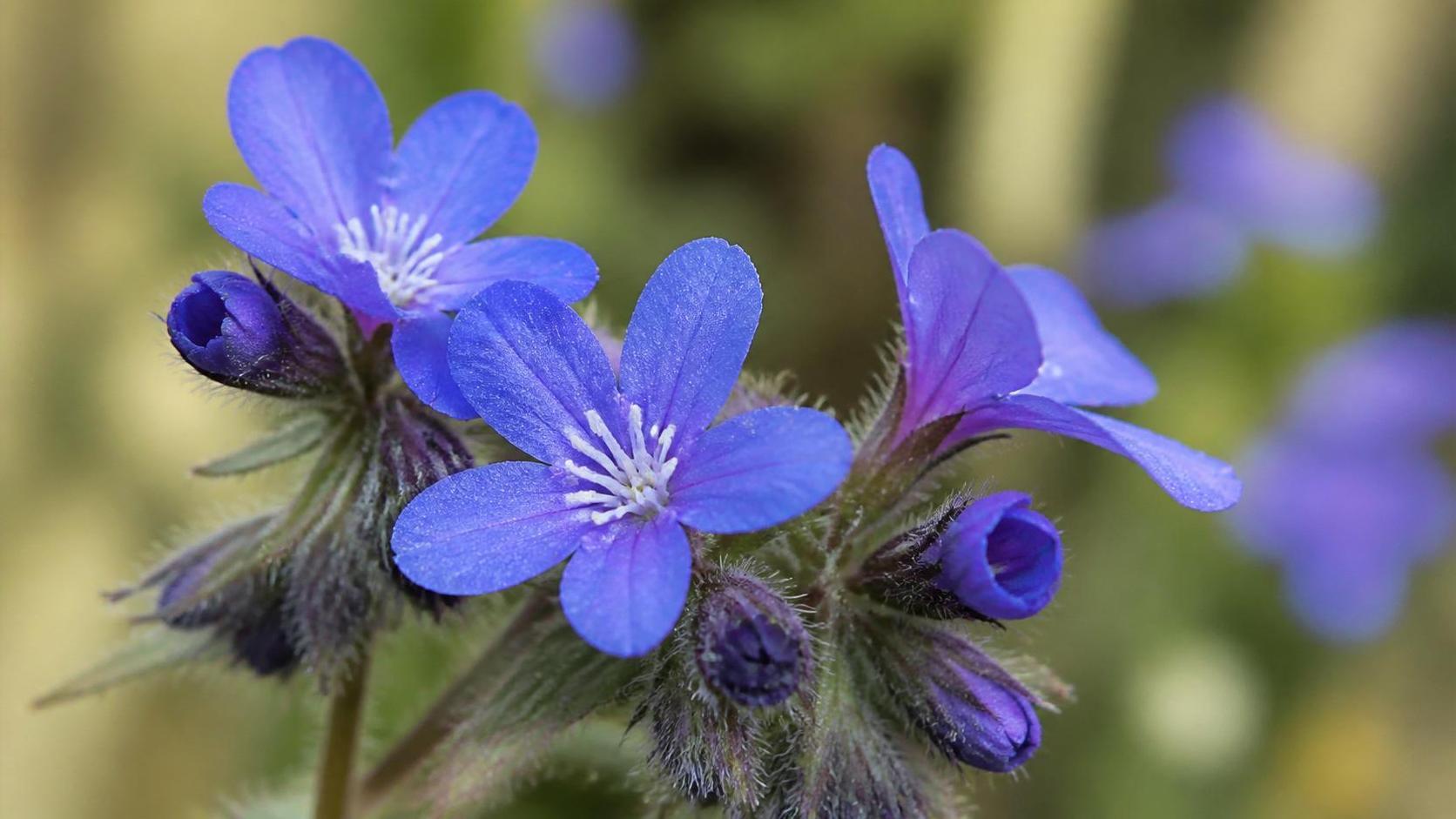 découvrez la signification spirituelle de la buglosse, une plante porteuse de messages symboliques et d'énergie spirituelle, utilisée dans diverses traditions pour ses vertus sacrées.