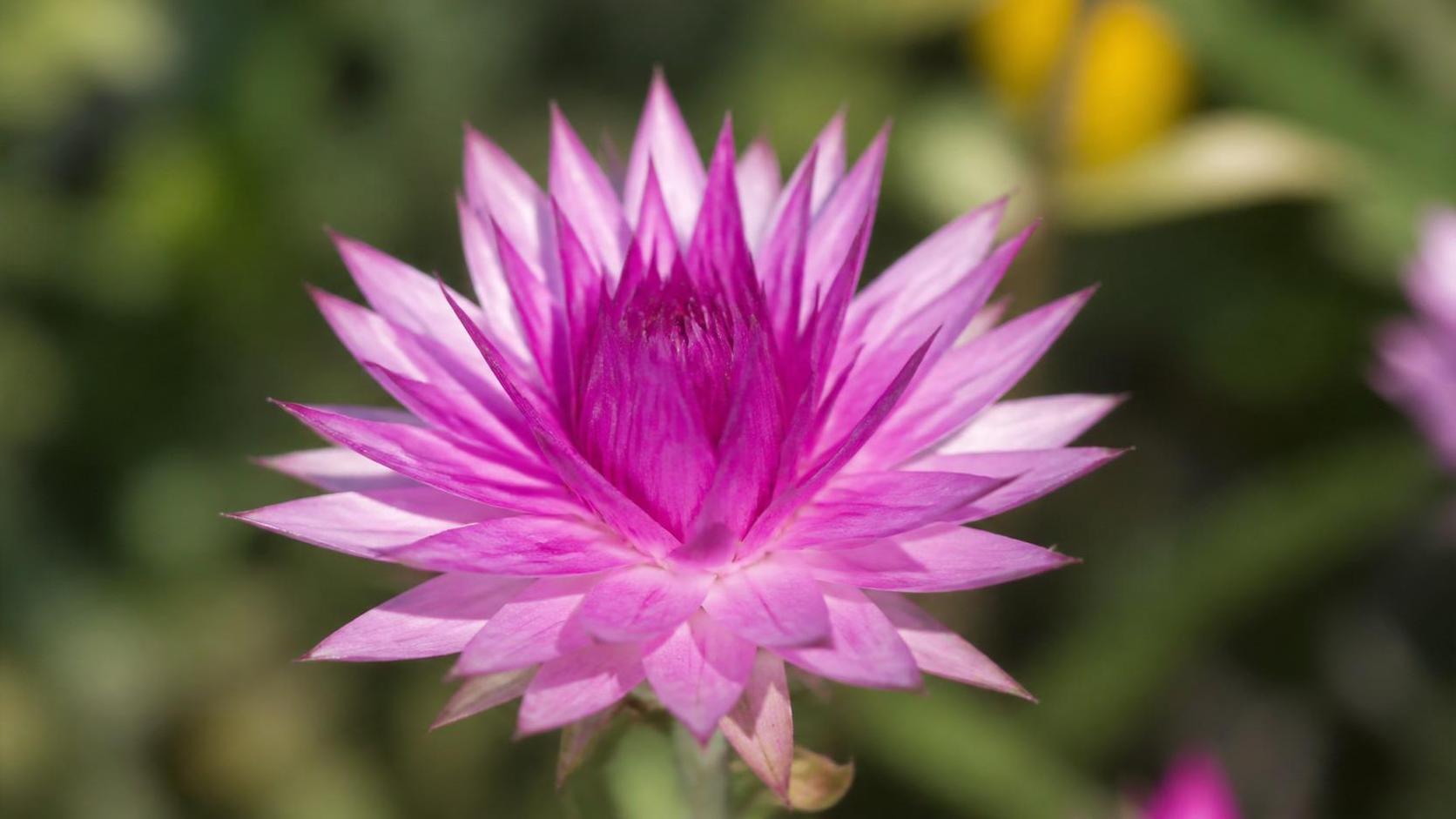 découvrez la signification spirituelle du xeranthemum, une fleur symbolique riche en messages de paix, d'éternité et de protection.
