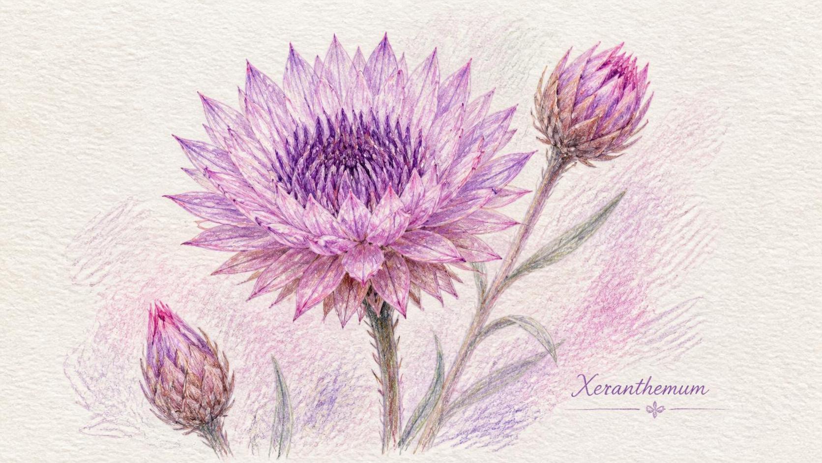découvrez la signification spirituelle du xeranthemum, une fleur aux symboles profonds et aux messages inspirants dans le domaine de la spiritualité.