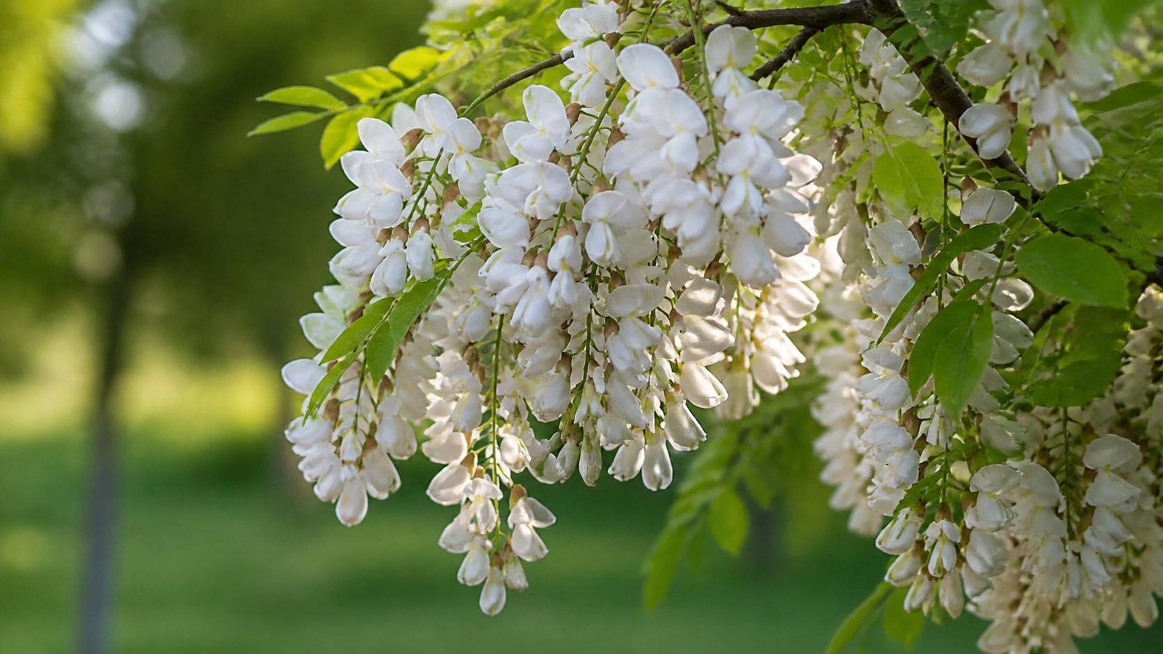 découvrez la symbolique de l'acacia, un arbre chargé de significations culturelles et spirituelles à travers l'histoire.