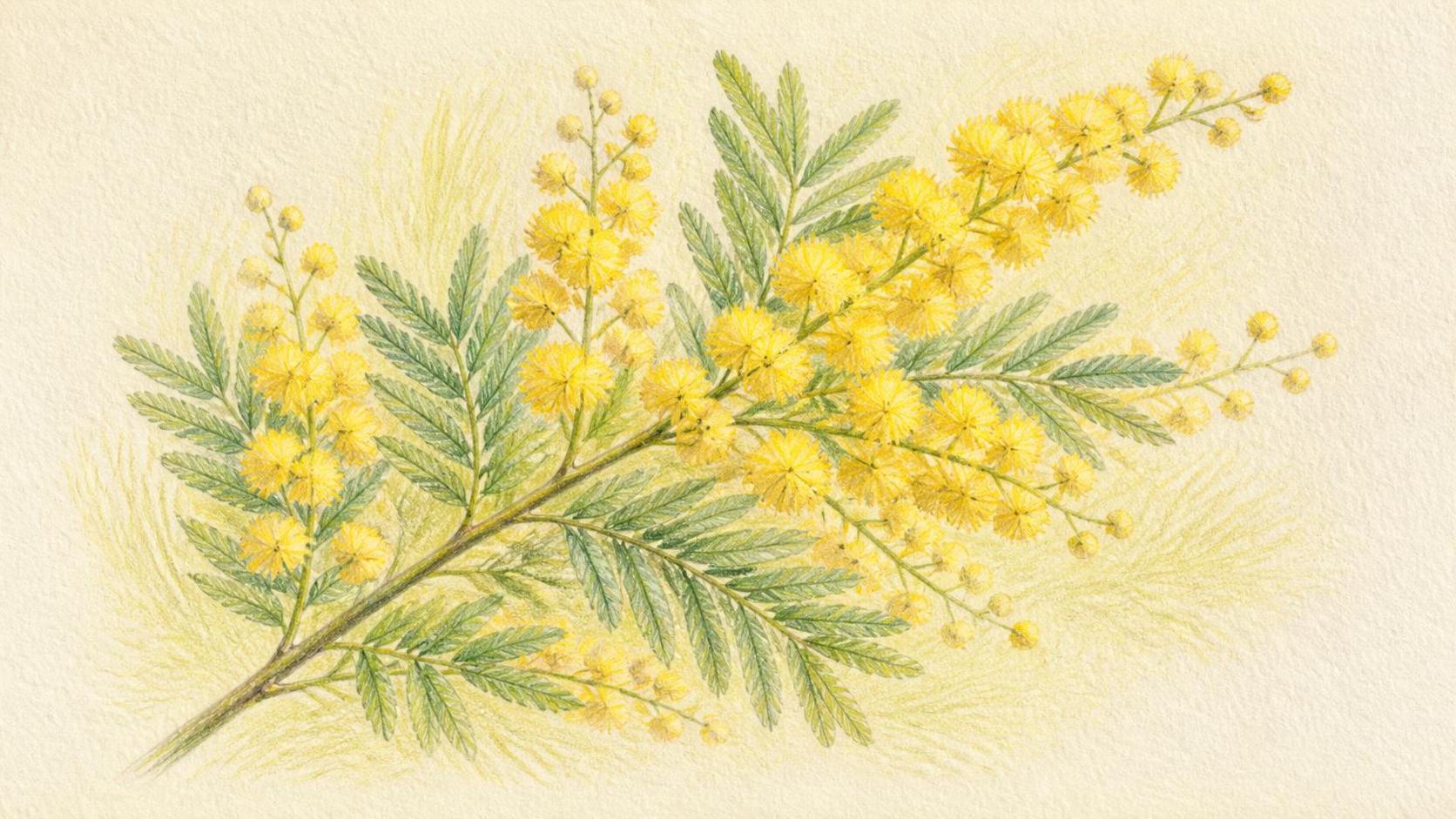 découvrez la symbolique riche et profonde de l'acacia, un arbre chargé de significations culturelles, spirituelles et historiques.