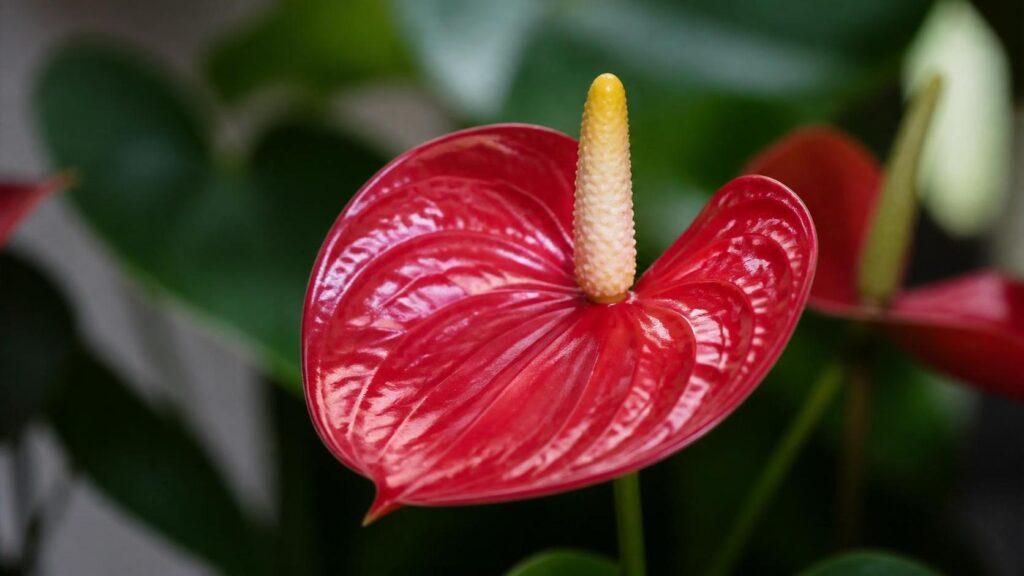 découvrez la symbolique de l'anthurium, une plante élégante aux fleurs colorées, représentant l'amour, la hospitalité et la chance dans différentes cultures.