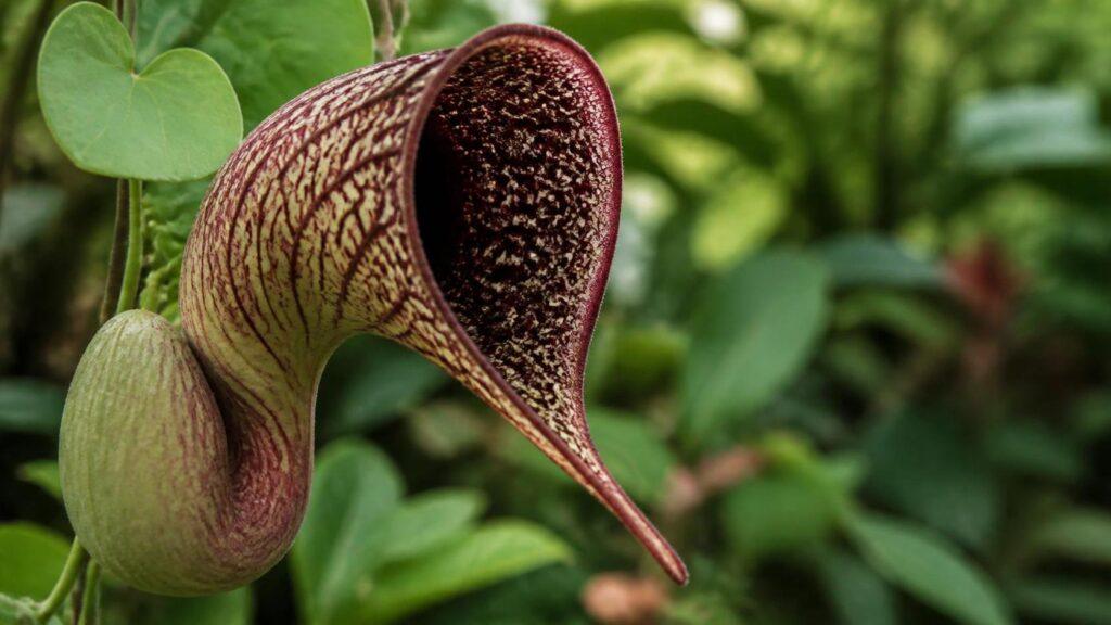 découvrez la symbolique de l’aristoloche, une plante aux significations profondes et mystérieuses dans différentes cultures et traditions.
