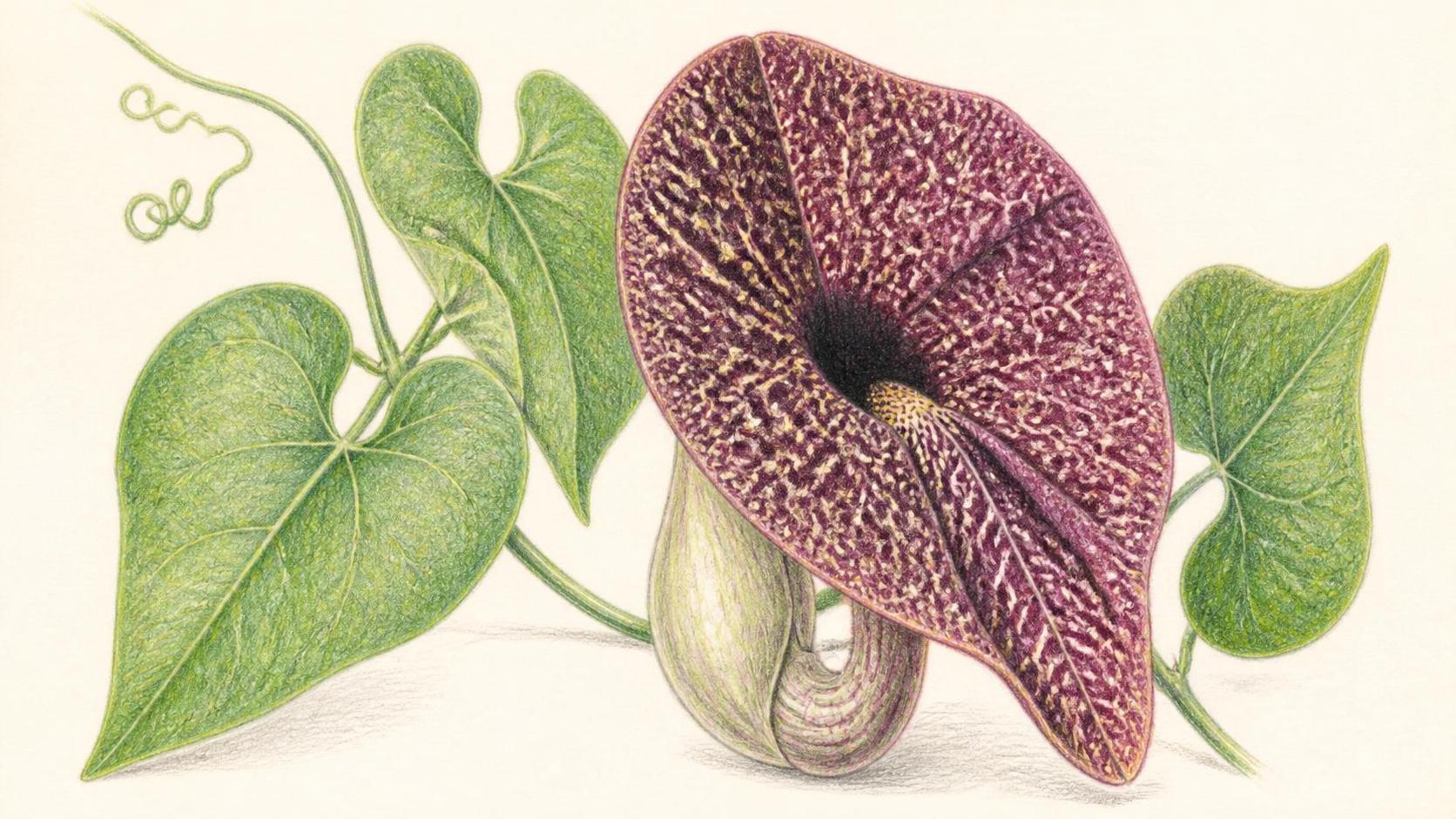 découvrez la signification et la symbolique profonde de l’aristoloche, une plante aux multiples interprétations culturelles et spirituelles.