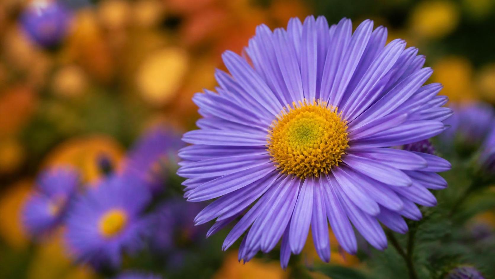 découvrez la signification et la symbolique de l'aster, une fleur pleine de charme qui représente l'amour, la patience et la sagesse dans différentes cultures.