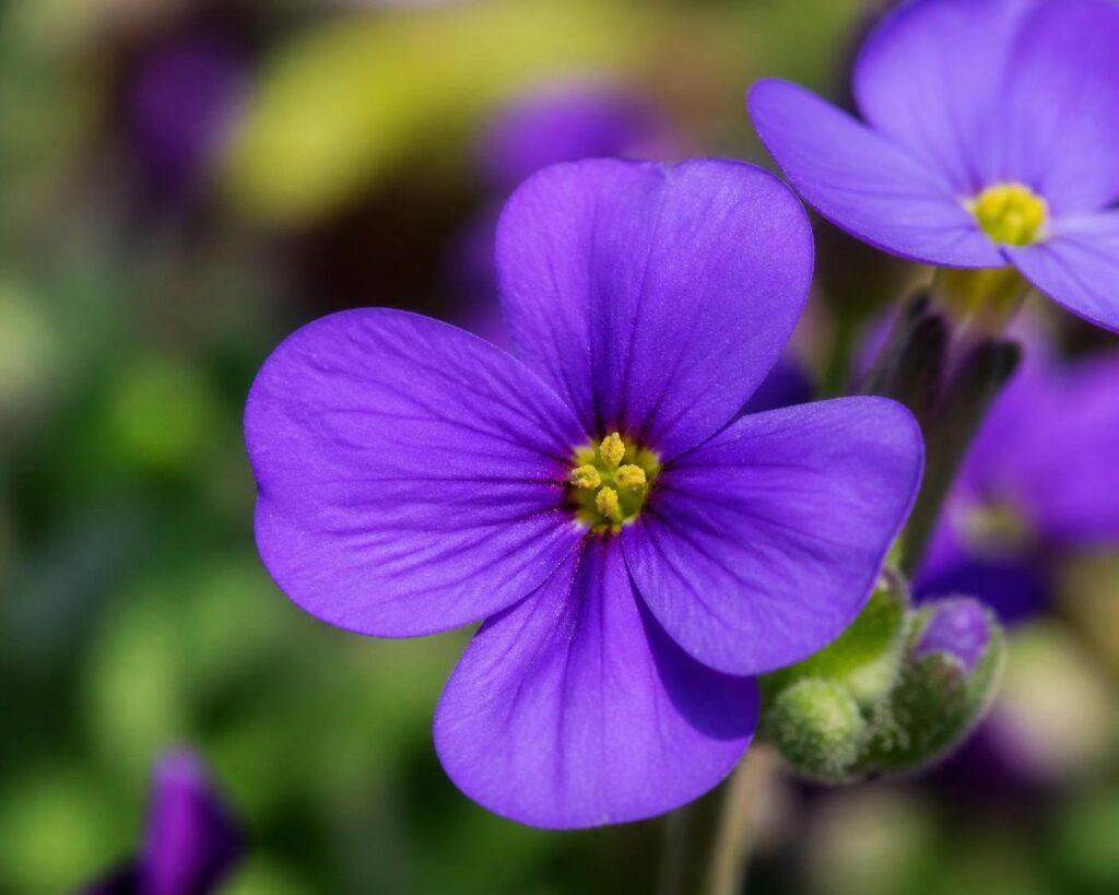 découvrez la symbolique de l’aubriète, une plante aux fleurs délicates, porteuse de significations et de messages précieux dans le langage des fleurs.