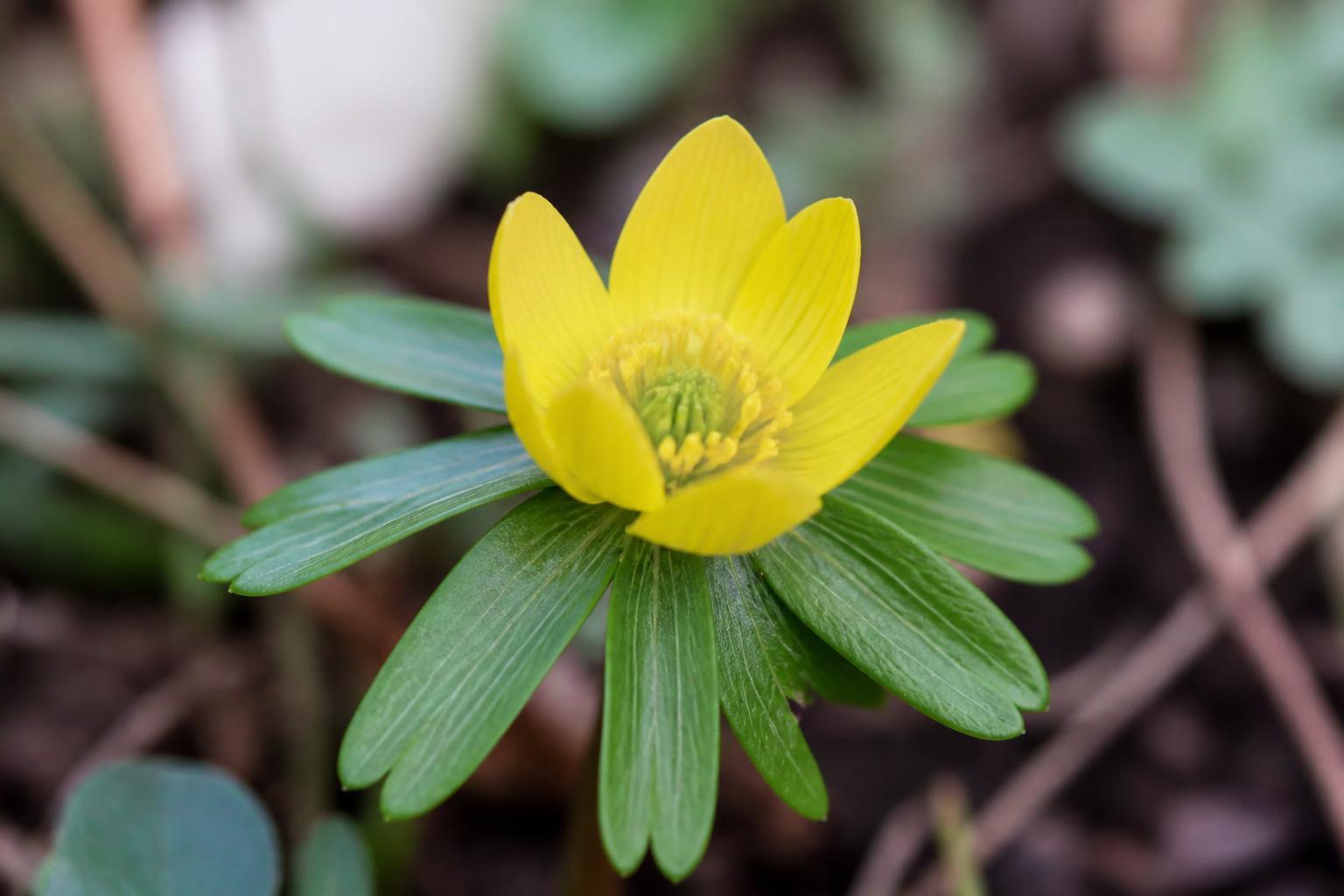 découvrez la signification et la symbolique de l’éranthe, une fleur annonciatrice du printemps, symbole de renouveau et d'espoir.