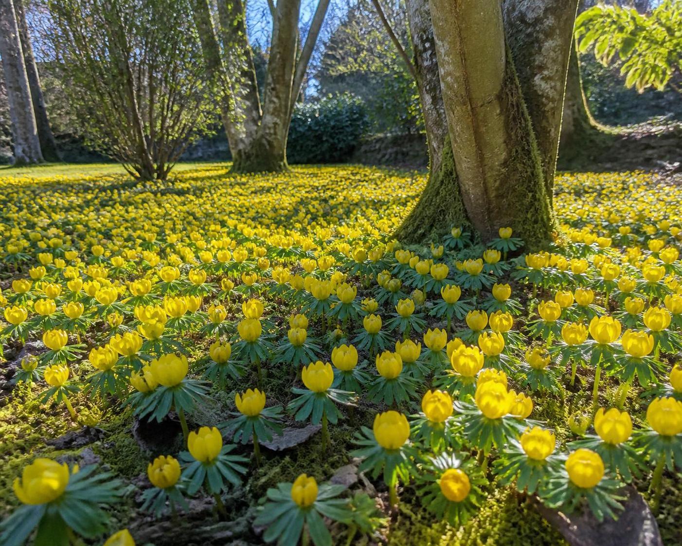 découvrez la signification et les symboles associés à l’éranthe, une fleur délicate annonçant le renouveau et le printemps.