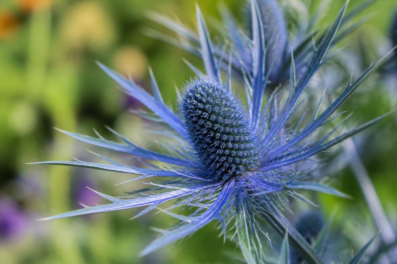 découvrez la symbolique de l’eryngium, une plante aux significations profondes et à l'histoire riche, souvent associée à la protection, la force et la sincérité.
