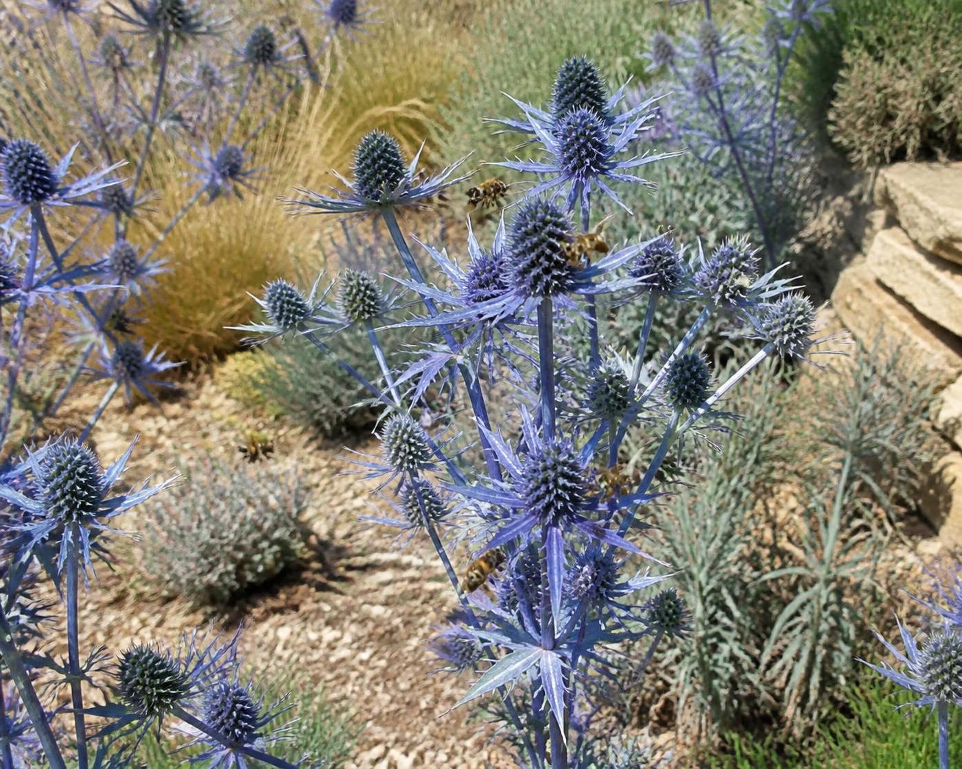 découvrez la symbolique de l’eryngium, plante aux multiples significations, et apprenez son importance dans les traditions et le langage des fleurs.