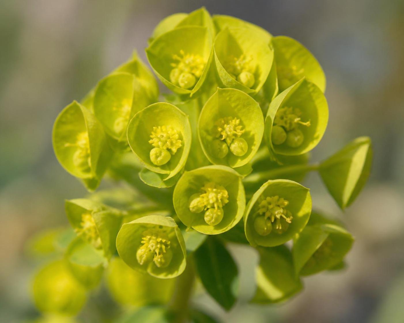découvrez la symbolique de l’euphorbe, une plante riche en significations culturelles et spirituelles, et apprenez comment elle est perçue à travers l’histoire et les traditions.