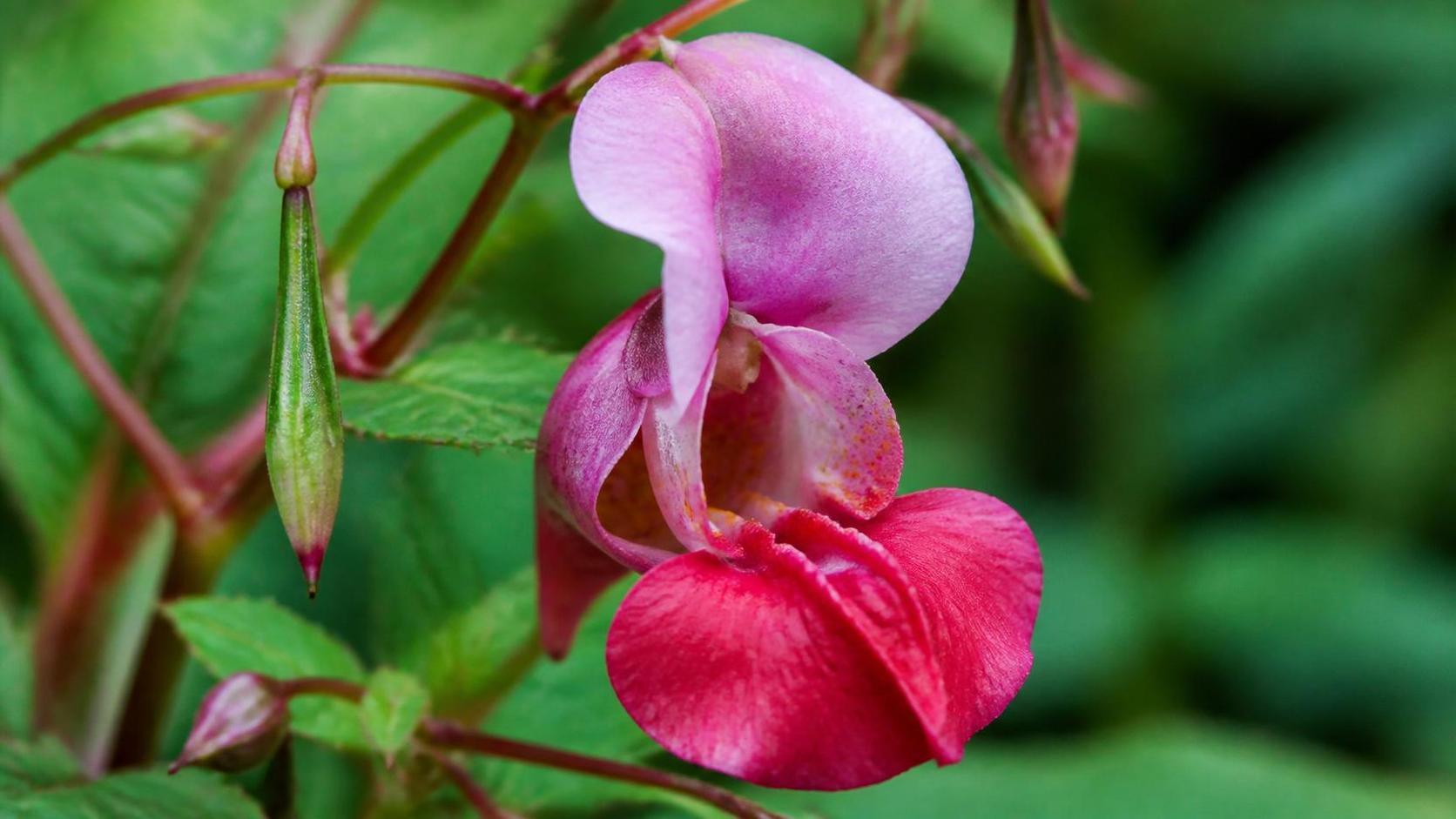 découvrez la symbolique de la balsamine, une plante riche en significations et symboles à travers les cultures et les traditions.