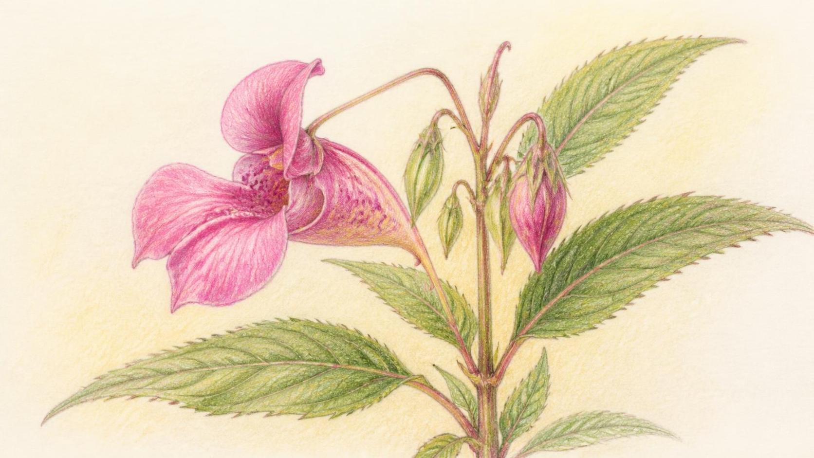 découvrez la symbolique de la balsamine, une plante aux significations riches et variées, évoquant souvent la protection, la guérison et l'harmonie.