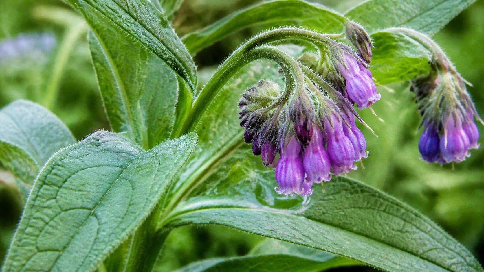 découvrez la symbolique de la consoude, une plante aux vertus médicinales et spirituelles riches, utilisée depuis l'antiquité pour ses pouvoirs de guérison et de protection.