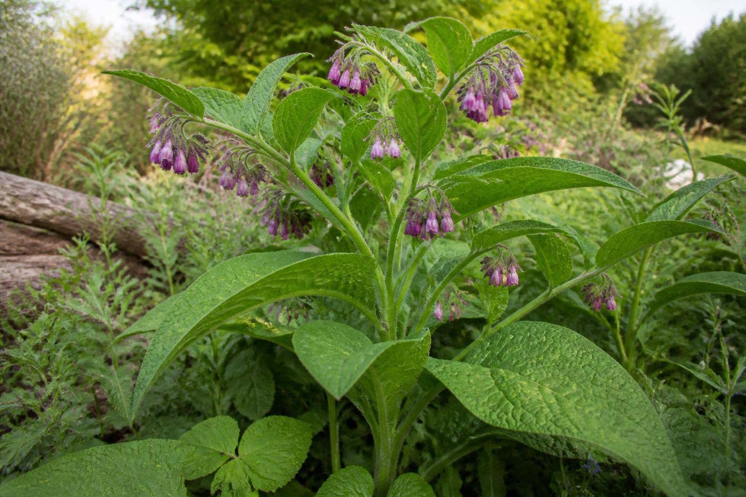 découvrez la symbolique profonde de la consoude, une plante aux vertus médicinales reconnues et aux significations riches en traditions et en cultures.