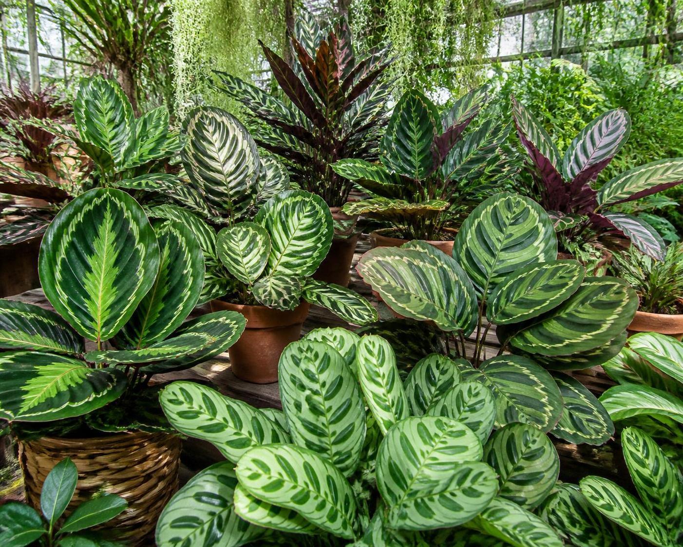 découvrez la signification et la symbolique du calathea, une plante aux feuilles décoratives qui apporte harmonie et énergie positive à votre intérieur.